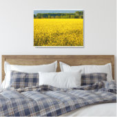 Gelbrapsat-Blume, beleuchtet durch Leinwand (Insitu (Schlafzimmer))