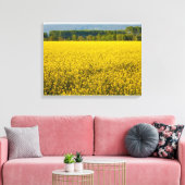 Gelbrapsat-Blume, beleuchtet durch Leinwand (Insitu (Wohnzimmer))
