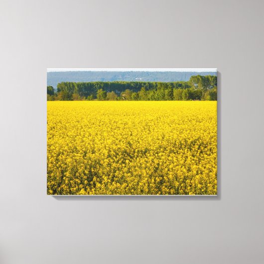 Gelbrapsat-Blume, beleuchtet durch Leinwand (Vorderseite)