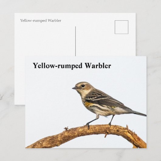 Gelbraupe Postkarte (Vorne/Hinten)