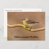 Gelbraupe Postkarte (Vorne/Hinten)