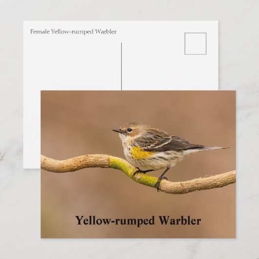 Gelbraupe Postkarte (Vorne/Hinten)