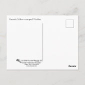 Gelbraupe Postkarte (Rückseite)