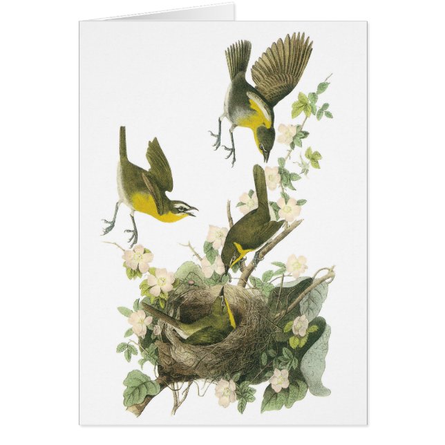 Gelbreasteter Chat von Audubon (Vorne)