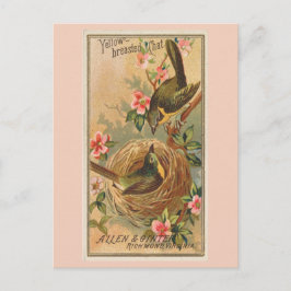 Gelbreiher Chat Postkarte