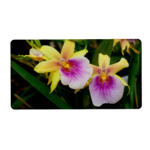Gelbrosa Lila Miltonia Sunset Orchideen