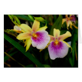 Gelbrosa Lila Miltonia Sunset Orchideen (Vorderseite (Horizontal))