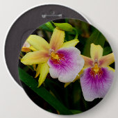 Gelbrosa Lila Miltonia Sunset Orchideen Button (Vorne & Hinten)