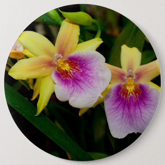 Gelbrosa Lila Miltonia Sunset Orchideen Button (Vorderseite)