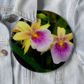 Gelbrosa Lila Miltonia Sunset Orchideen Button (Beispiel)