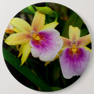 Gelbrosa Lila Miltonia Sunset Orchideen Button