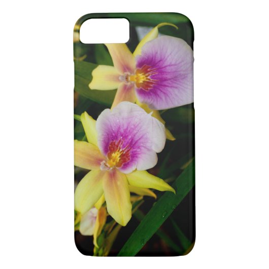 Gelbrosa Lila Miltonia Sunset Orchideen Case-Mate iPhone Hülle (Rückseite)