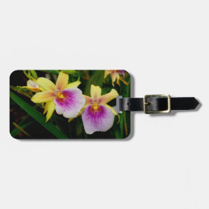 Gelbrosa Lila Miltonia Sunset Orchideen Gepäckanhänger