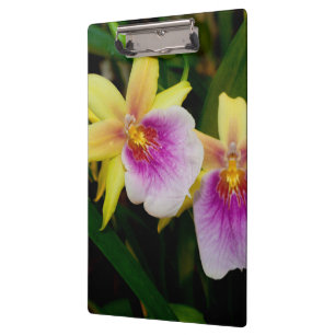 Gelbrosa Lila Miltonia Sunset Orchideen Klemmbrett