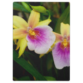 Gelbrosa Lila Miltonia Sunset Orchideen Klemmbrett (Rückseite)
