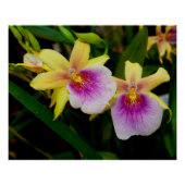 Gelbrosa Lila Miltonia Sunset Orchideen Poster (Vorderseite)
