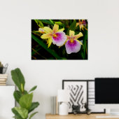 Gelbrosa Lila Miltonia Sunset Orchideen Poster (Heimbüro)