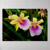 Gelbrosa Lila Miltonia Sunset Orchideen Poster (Vorne)