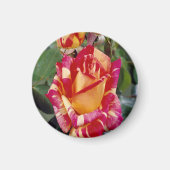 Gelbrosa Roses Magnet (Vorne)