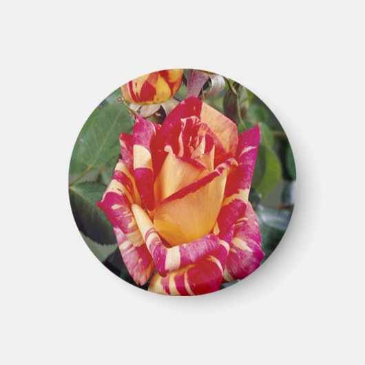 Gelbrosa Roses Magnet (Vorne)