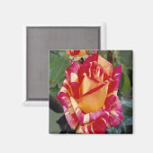 Gelbrosa Roses Magnet (Vorderseite/Rückseite)