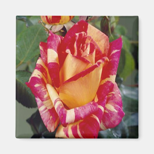Gelbrosa Roses Magnet (Vorne)