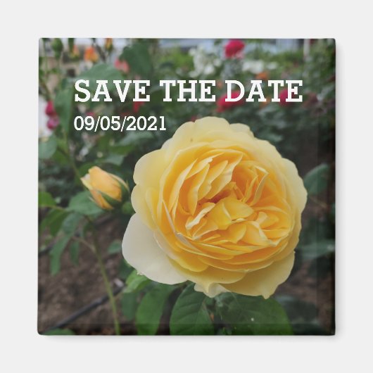 Gelbrose-Blume-Magnet Magnet (Vorne)