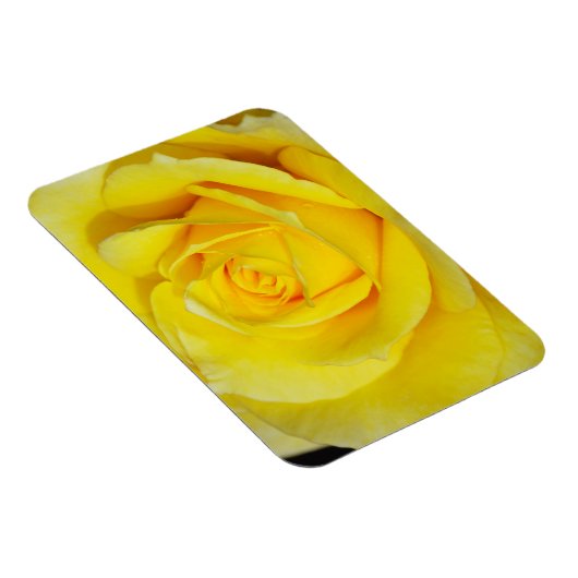Gelbrosenblütenmagnet Magnet (Rechte Seite)