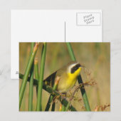 Gelbschmieler Postkarte (Vorne/Hinten)