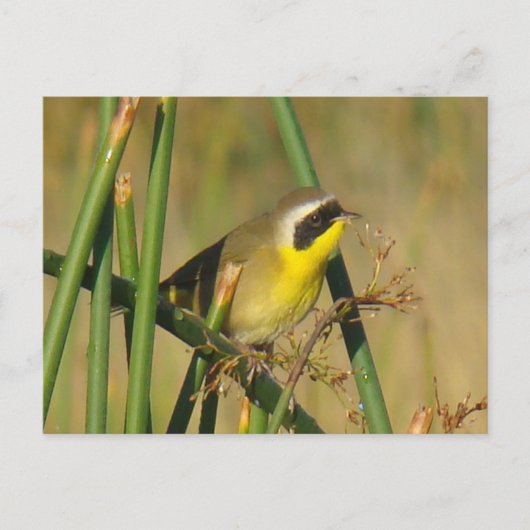 Gelbschmieler Postkarte (Vorderseite)