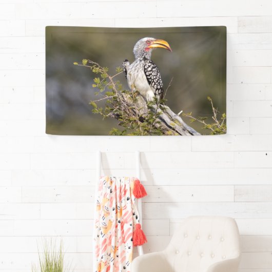 Gelbschnabelhecht Banner (Insitu)