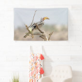 Gelbschnabelhecht Banner (Insitu)