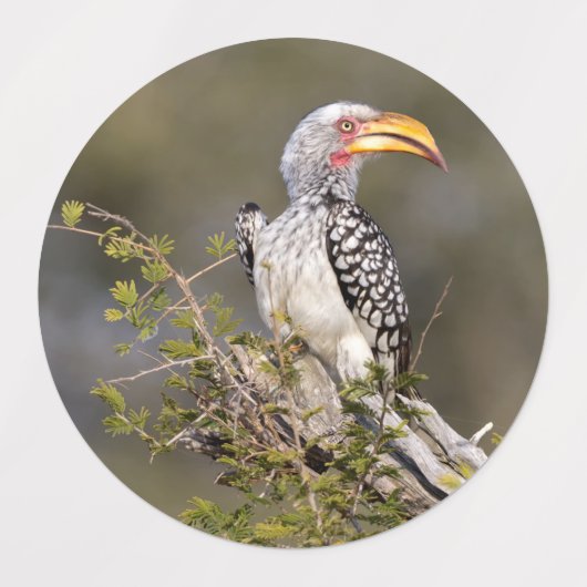 Gelbschnabelhecht Etiketten (Design 2)