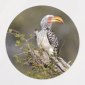 Gelbschnabelhecht Etiketten (Design 1)