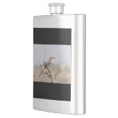 Gelbschnabelhecht Flachmann (Links)