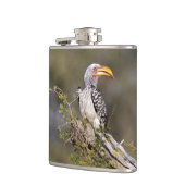 Gelbschnabelhecht Flachmann (Links)