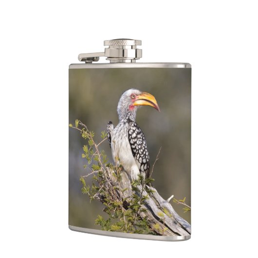 Gelbschnabelhecht Flachmann (Links)