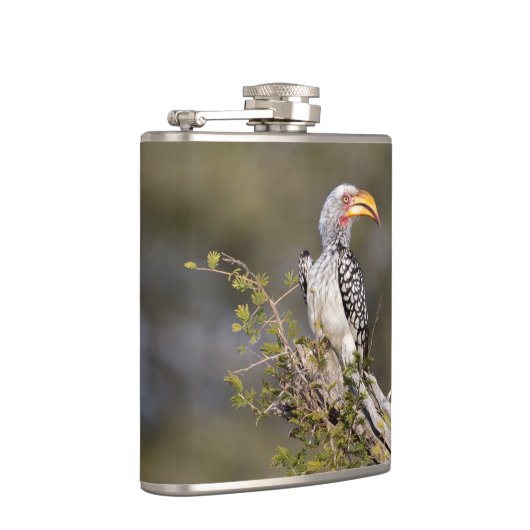 Gelbschnabelhecht Flachmann (Rechts)