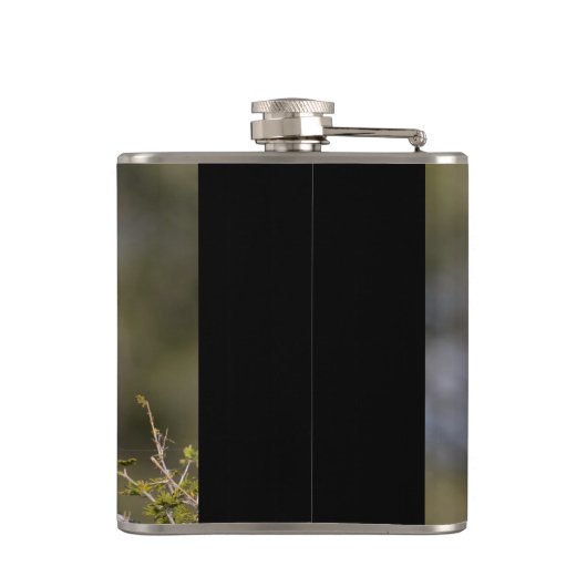 Gelbschnabelhecht Flachmann (Rückseite)