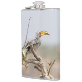 Gelbschnabelhecht Flachmann (Links)