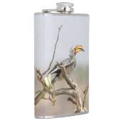 Gelbschnabelhecht Flachmann (Rechts)