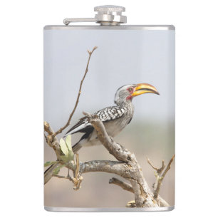 Gelbschnabelhecht Flachmann