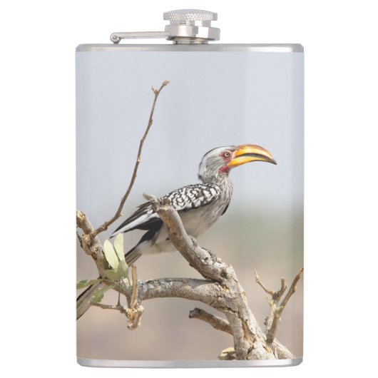 Gelbschnabelhecht Flachmann (Vorderseite)