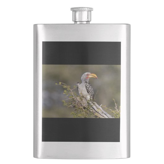 Gelbschnabelhecht Flachmann (Vorderseite)