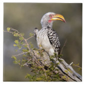 Gelbschnabelhecht Fliese (Vorderseite)