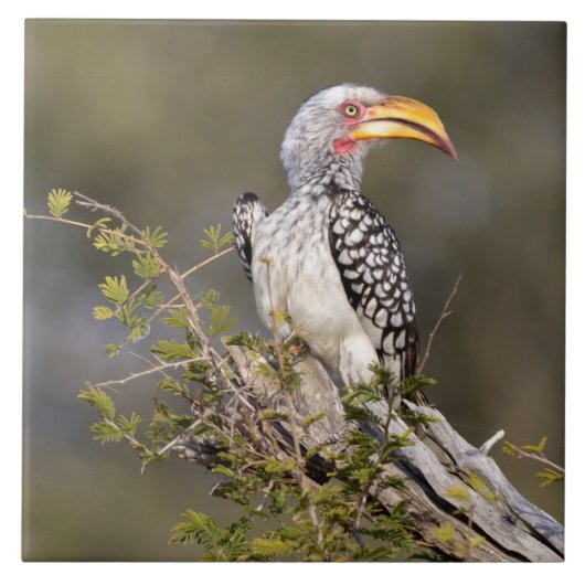 Gelbschnabelhecht Fliese (Vorderseite)