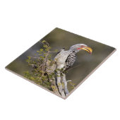 Gelbschnabelhecht Fliese (Seite)