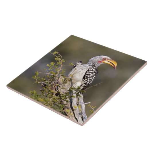 Gelbschnabelhecht Fliese (Seite)