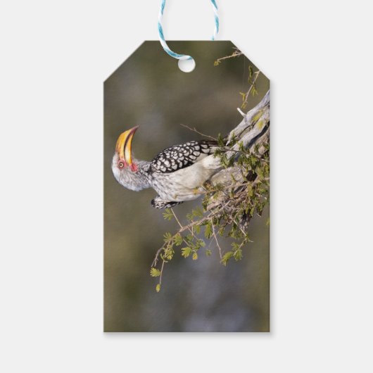 Gelbschnabelhecht Geschenkanhänger (Vorderseite)