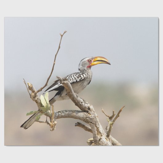 Gelbschnabelhecht Geschenkpapier (Flach)